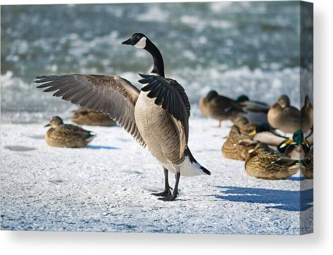 Canada Goose Canvas Print featuring the photograph The Conductor by Rob Blair