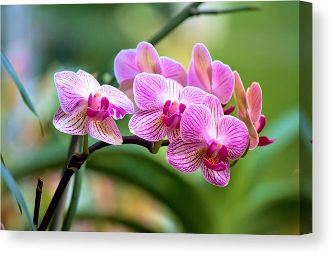 Carol R Montoya Canvas Print featuring the photograph The Conservatory Orchid by Carol Montoya