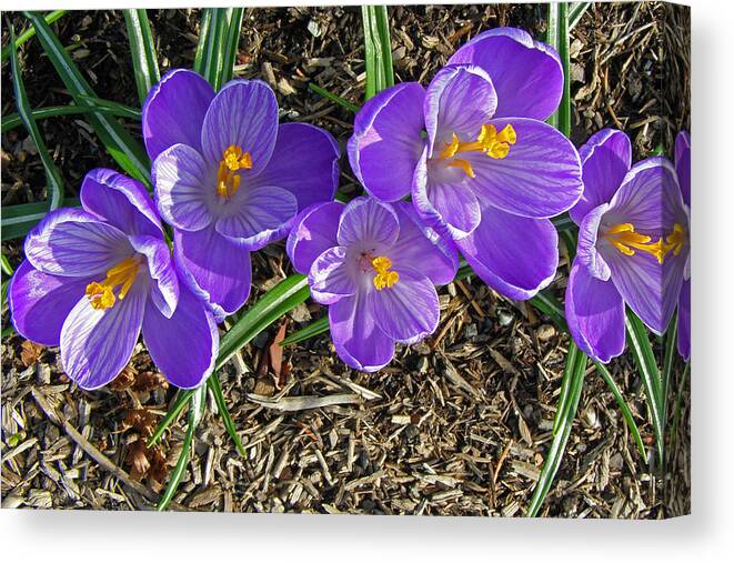Crocus Canvas Print featuring the photograph The Crocus Groove by Tikvah's Hope