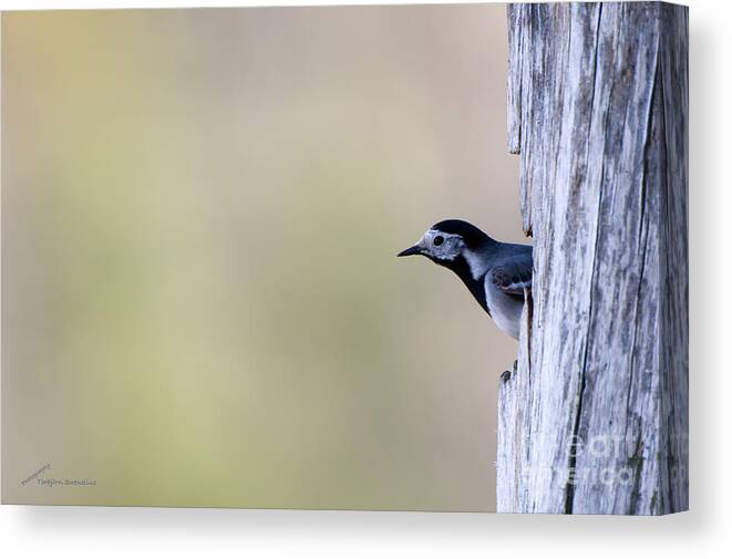 The Curious Wagtail Canvas Print featuring the photograph The curious wagtail by Torbjorn Swenelius