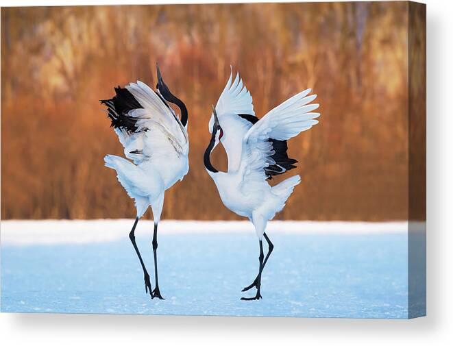 Kushiro Canvas Print featuring the photograph The Dance Of Love by C. Mei