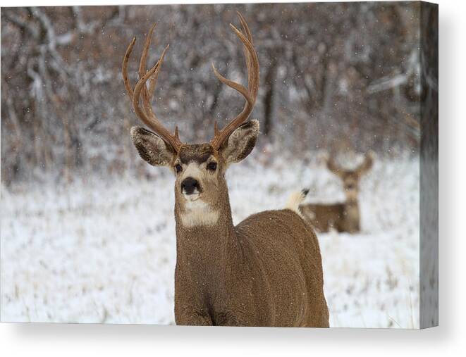 Mule Deer Buck Canvas Print Canvas Print featuring the photograph The Defender by Jim Garrison