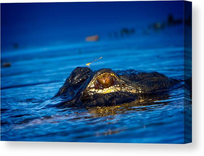 Alligator Canvas Print featuring the photograph The Dragon And The Dragonfly II by Mark Andrew Thomas