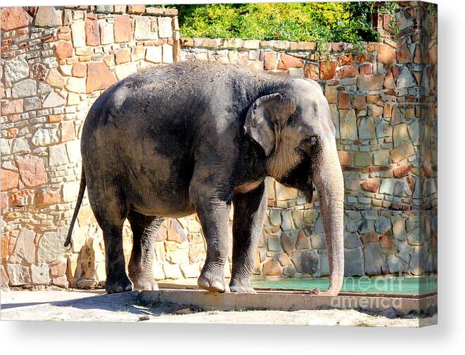 Elephant Canvas Print featuring the photograph The Elephant Needs A Bath by Kathy White