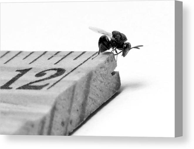 Chalcid Wasp Canvas Print featuring the photograph The End of the Known World by Walter Klockers