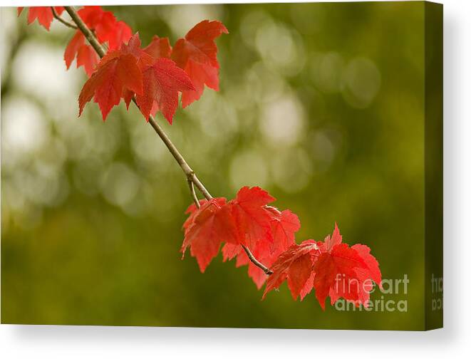 Pacific Canvas Print featuring the photograph The Essence Of Autumn by Nick Boren