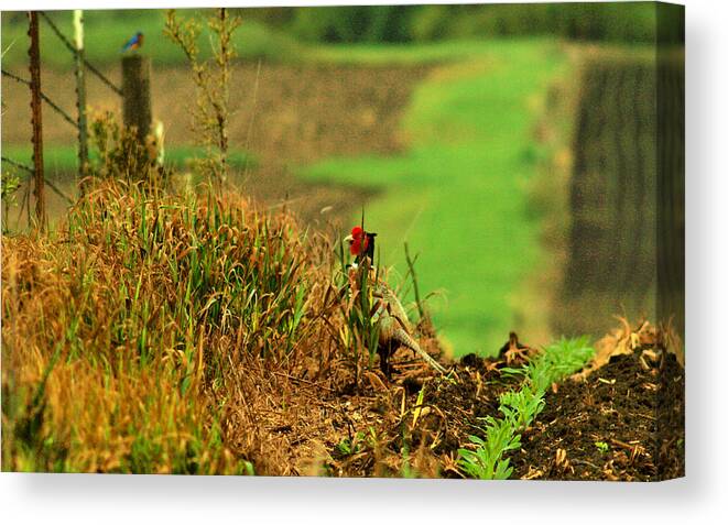 Pheasant Canvas Print featuring the photograph The Fenceline by Mark Pearson