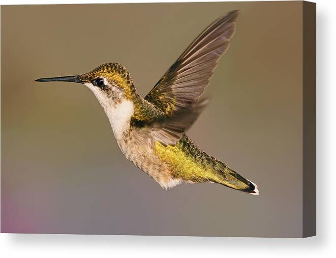 Ruby-throated Hummingbird Canvas Print featuring the photograph The Final Countdown by Theo OConnor