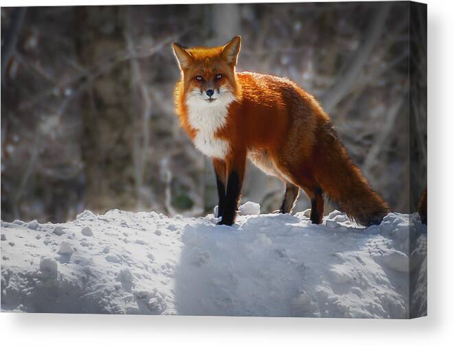 New England Canvas Print featuring the photograph The Fox 4 by Thomas Lavoie