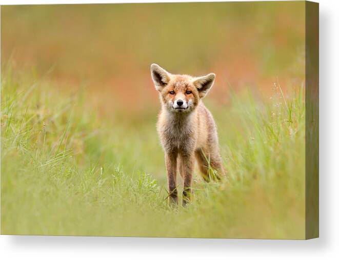 Camouflage Canvas Print featuring the photograph The Funny Fox Kit by Roeselien Raimond