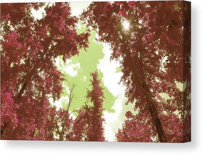 Pink Trees Canvas Print featuring the photograph The Glimpse Sublime by Laureen Murtha Menzl