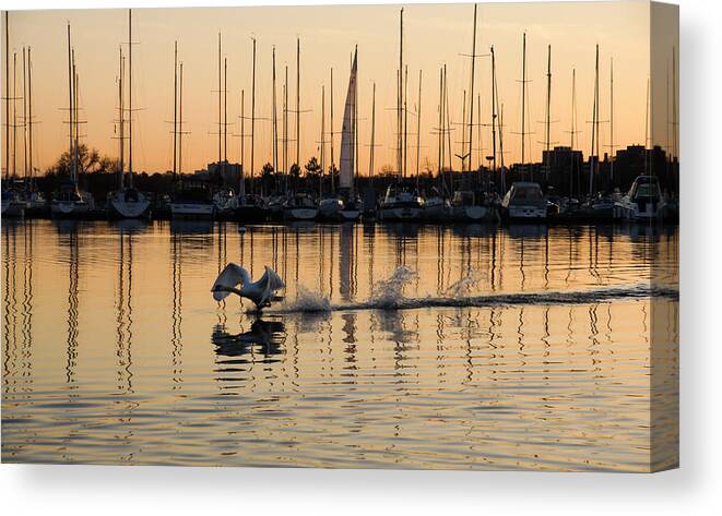 Takeoff Canvas Print featuring the photograph The Golden Takeoff - Swan Sunset and Yachts at a Marina in Toronto Canada by Georgia Mizuleva