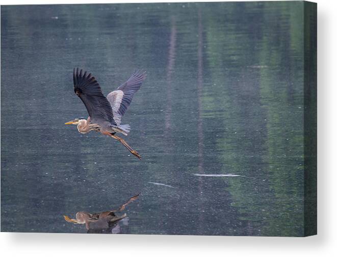Nature Canvas Print featuring the photograph The Great Blue Heron by Jens Larsen