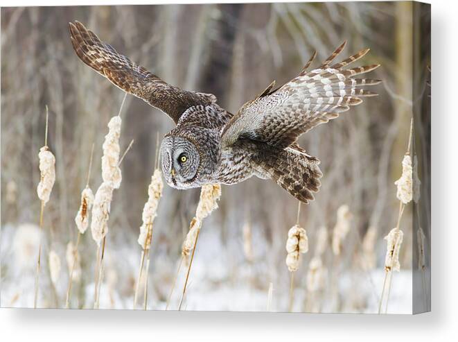 Bird Canvas Print featuring the photograph The Great Grey Hunter by Mircea Costina Photography