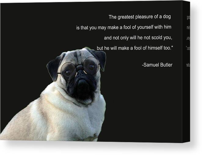 Pug Canvas Print featuring the photograph Phinneaus by Jackson Pearson