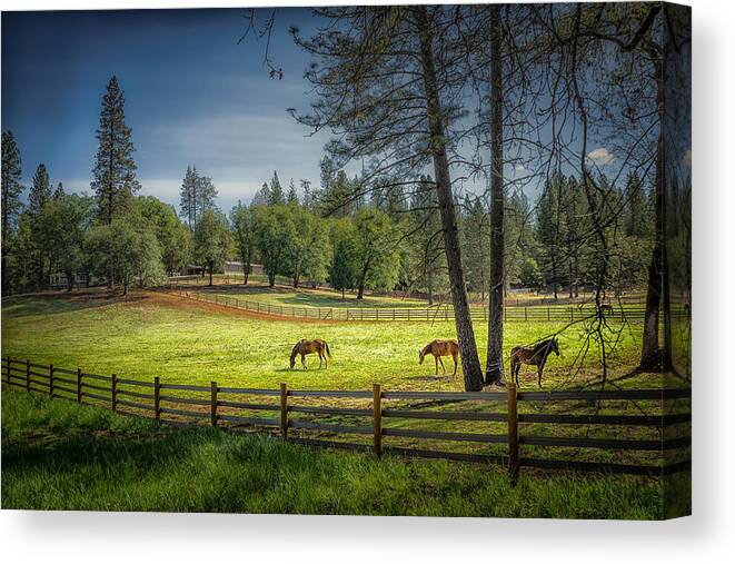 Horses Canvas Print featuring the photograph The Horses of Placerville by Janis Knight