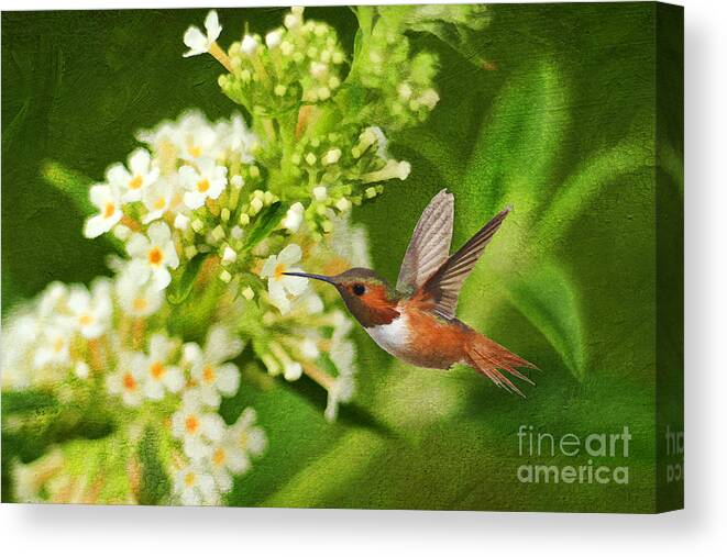 Texture Canvas Print featuring the photograph The Hummer and the Butterfly Bush by Darren Fisher