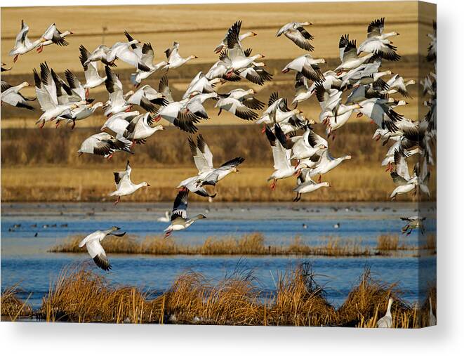 Snow Geese Canvas Print featuring the photograph The Journey by Jack Bell