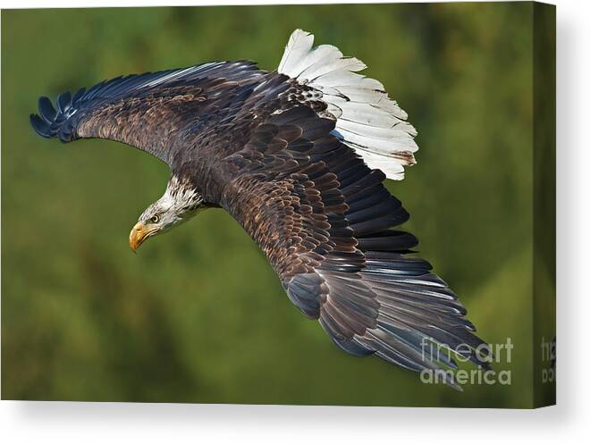Nina Stavlund Canvas Print featuring the photograph The King of the Skies... by Nina Stavlund