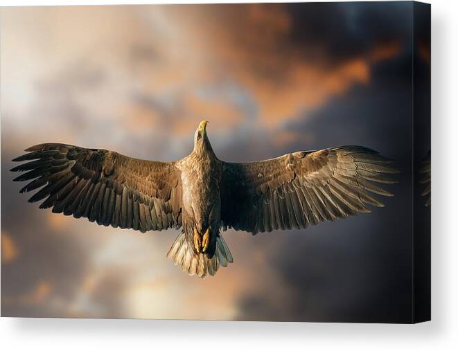 Eagle Canvas Print featuring the photograph The Last Flight by Alberto Ghizzi Panizza