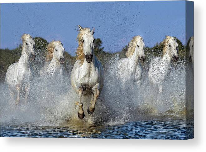 Animal Canvas Print featuring the photograph The Leader by Xavier Ortega