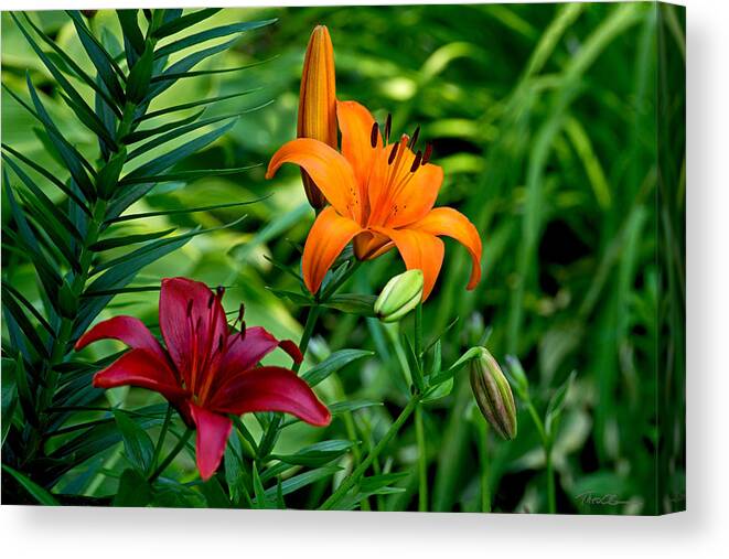 Lilies Canvas Print featuring the photograph The Lilies of Summer by Theo OConnor