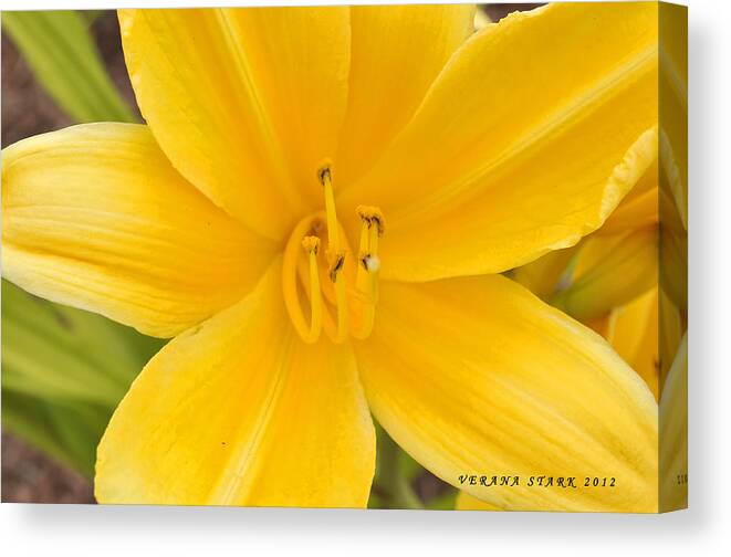 Lily Canvas Print featuring the photograph The Lily from Kentucky by Verana Stark