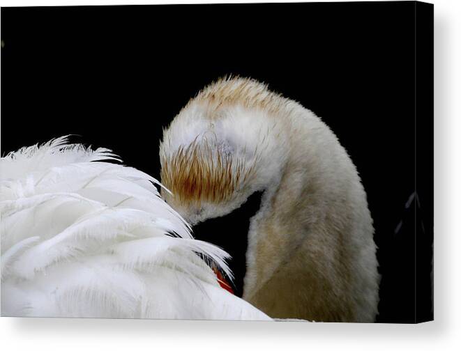 Swan Canvas Print featuring the photograph The look by Terry Cosgrave