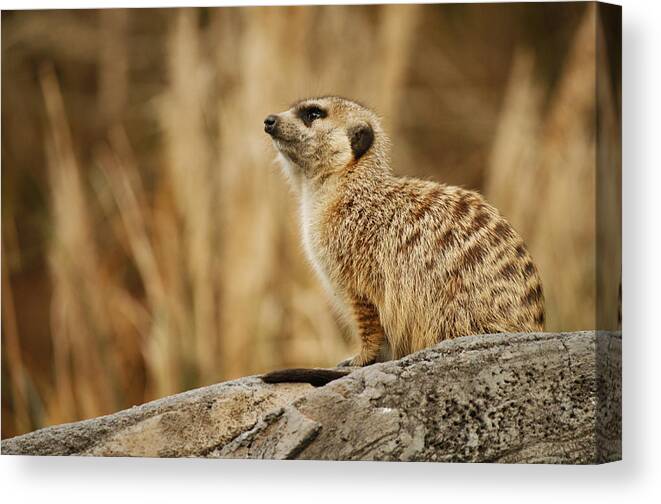 Meerkat Canvas Print featuring the photograph The Lookout by Kristia Adams