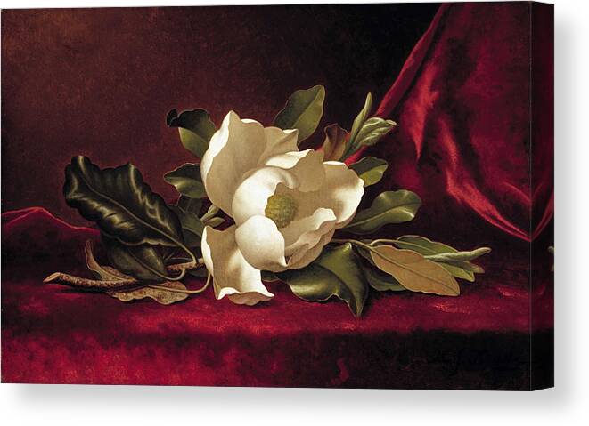 Martin Johnson Heade Canvas Print featuring the painting The Magnolia Blossom by MotionAge Designs