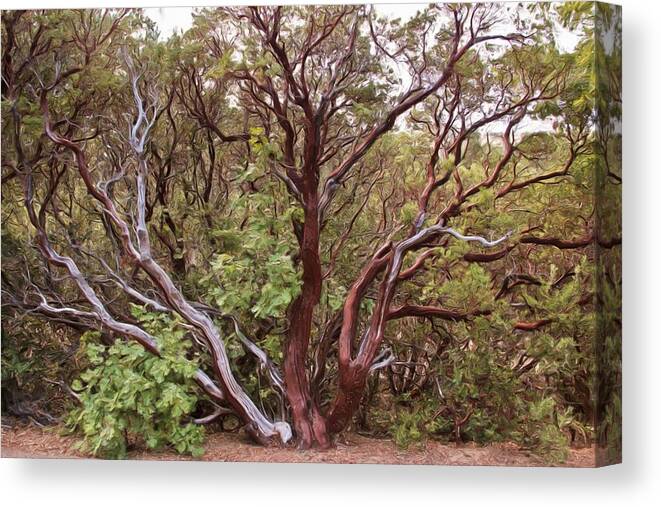 Tree Canvas Print featuring the photograph The Manzanita Tree by Heidi Smith