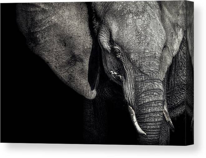 Nature Canvas Print featuring the photograph The Matriarch by Piet Flour