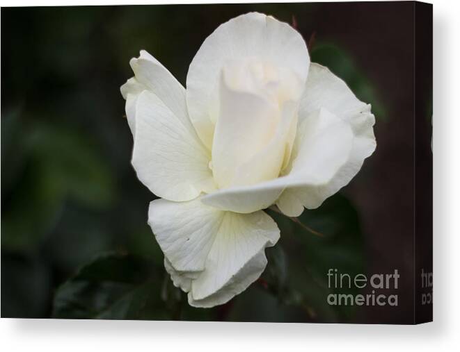 Flowers Canvas Print featuring the photograph The Opening by Suzanne Luft