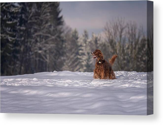 Irish Setter Canvas Print featuring the photograph The other me by Robert Krajnc