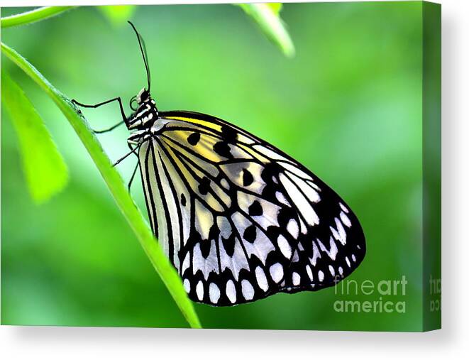 Butterfly Canvas Print featuring the photograph The Paper Kite or Rice Paper or Large Tree Nymph butterfly also known as Idea leuconoe by Amanda Mohler