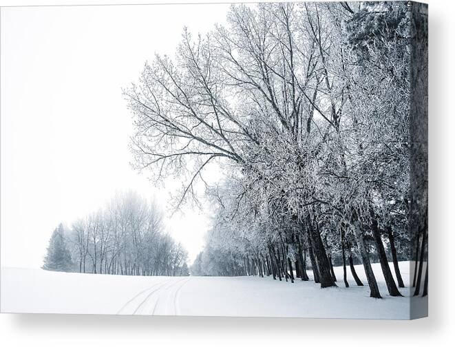 Winter Canvas Print featuring the photograph The Path Of A Wandering Soul by Sandra Parlow