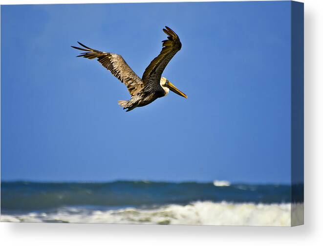 Pelican Canvas Print featuring the photograph The Pelican and the Sea by DigiArt Diaries by Vicky B Fuller