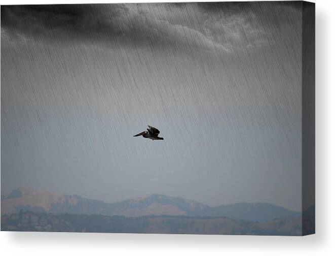 Pelican Canvas Print featuring the photograph The Persevering Pelican by Spencer Hughes