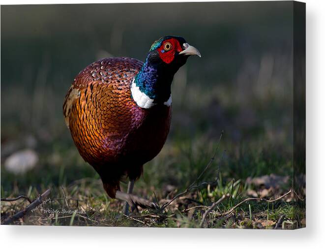 The Pheasant Canvas Print featuring the photograph The Pheasant by Torbjorn Swenelius