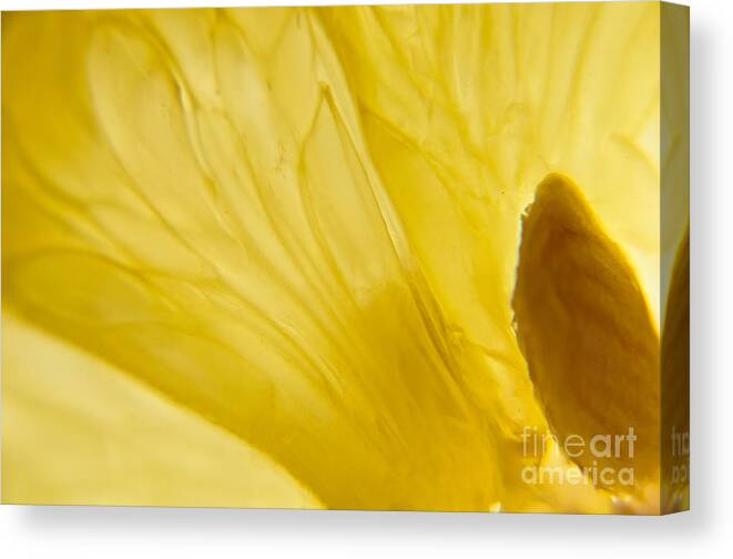 Lemon Canvas Print featuring the photograph The Seed by Cheryl Baxter