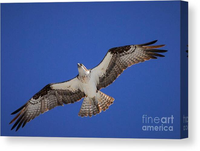 Osprey Canvas Print featuring the photograph The Sky's the Limit by Quinn Sedam