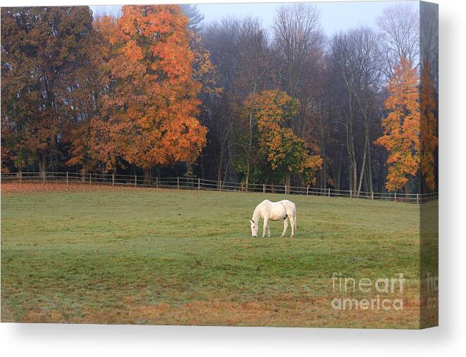 Horse Canvas Print featuring the photograph The Standout by Jayne Carney