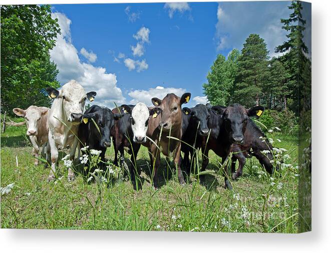 Cow Canvas Print featuring the photograph The summer guests by Torbjorn Swenelius