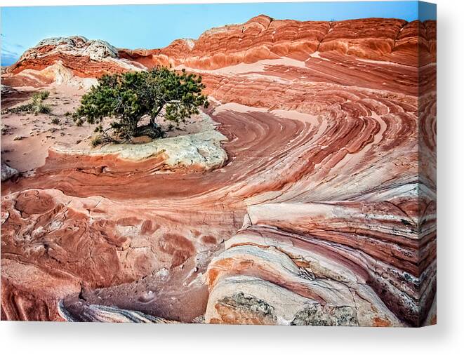 Arizona Canvas Print featuring the photograph The Tree by James Capo