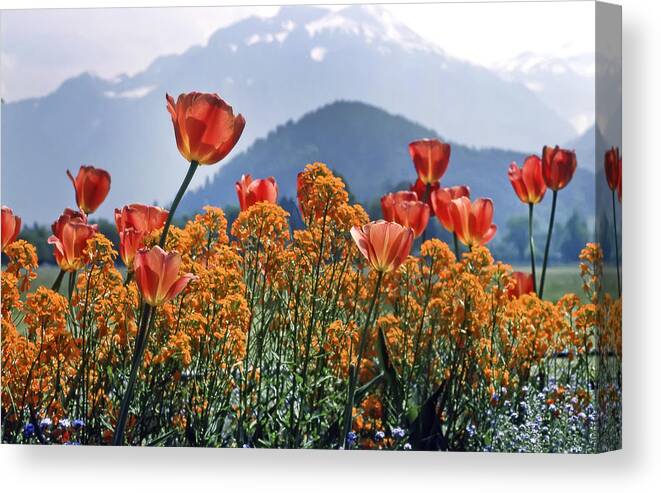 Kg Canvas Print featuring the photograph The Tulips in Bloom by KG Thienemann