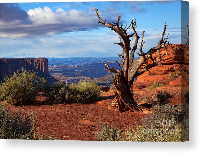 Canyonlands Canvas Print featuring the photograph The Watchman by Jim Garrison