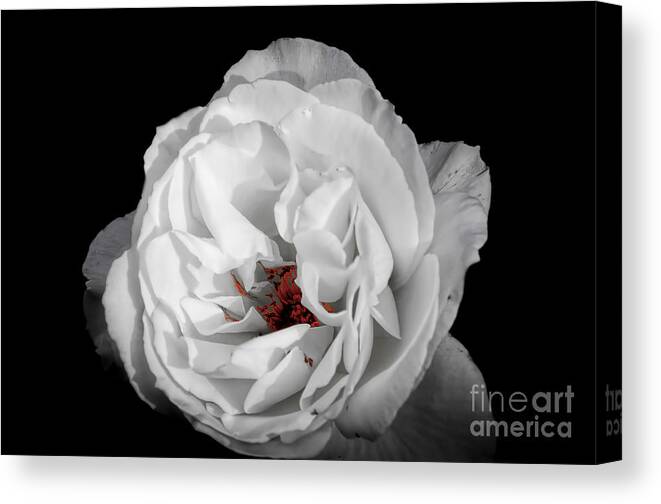 Art Canvas Print featuring the photograph The White Rose by Ken Johnson