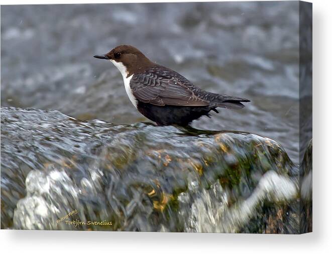 The White-throated Dipper Canvas Print featuring the photograph The White-throated Dipper by Torbjorn Swenelius
