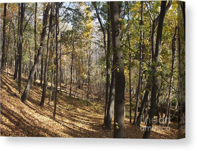 Landscape Canvas Print featuring the photograph The Woods by William Norton