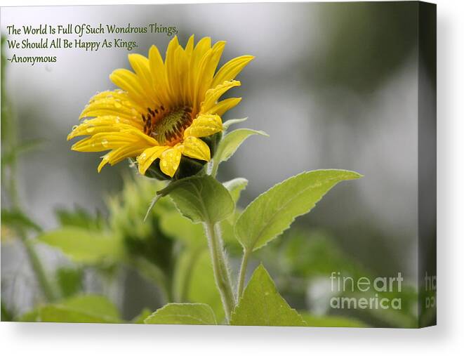 Sunflower Canvas Print featuring the photograph The World Is Full by Leone Lund